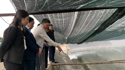 3 tỷ phú Nam Định ở một huyện, là Nông dân Việt Nam xuất sắc, hộ nuôi yến, nuôi ốc hương, hộ trồng nấm