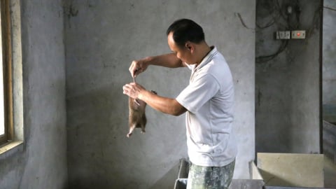 Một nông dân Hà Nam nuôi động vật hoang dã bán làm con đặc sản mà giàu hẳn lên