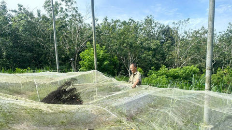 Dựng cái chòi cao cho loài dơi ở, nhiều nông dân Bình Phước chỉ thu phân dơi bán mà cũng có chục triệu/tháng