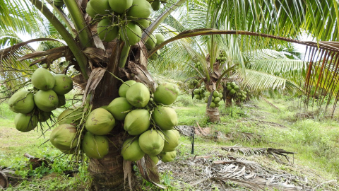Loại quả xuất khẩu tỷ USD 'cháy hàng', doanh nghiệp 'đỏ mắt' tìm nguồn đạt chuẩn