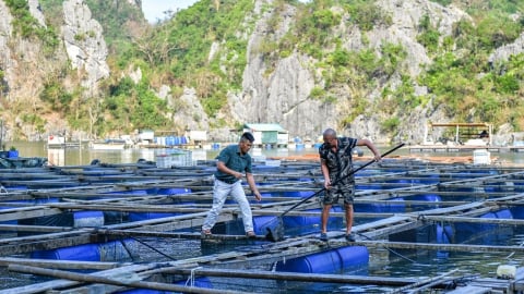 'Chuyển động' mới đối với ngành nuôi biển tại Quảng Ninh