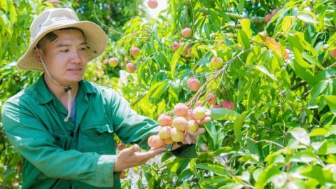 Một loại cây mới 'cắm chốt lâu, sâu, bền' ở Đắk Lắk, tới mùa quả chín la đà, nông dân 'bẻ tiền tỷ'
