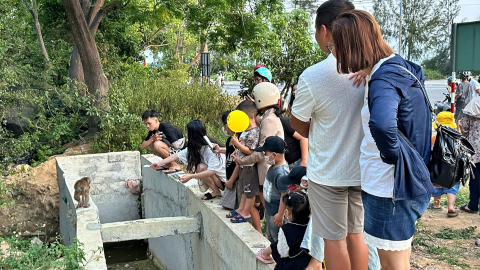 Tái diễn tình trạng cho khỉ ăn tại bán đảo Sơn Trà, Đà Nẵng