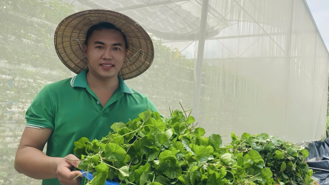 Bỏ nghề kỹ sư về quê trồng loài rau trước chỉ mọc hoang nhưng quý như thuốc, anh thanh niên Hà Nam bán đi khắp tỉnh