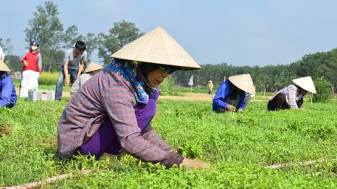 Giám sát, phản biện xã hội của Hội Nông dân TP. Huế: Đồng hành cùng nông dân bằng hành động thiết thực