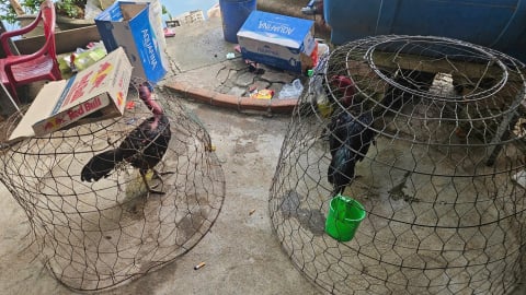 Đột kích sới gà liên tỉnh, bắt hàng loạt con bạc tham gia