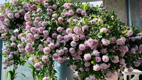 Đừng trồng thanh xà, cây cảnh này mới là thiên thần ban công, xanh tím mơ màng, chiếm trái tim vạn người