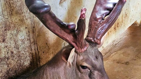 Cả làng ở Nghệ An kéo đến xem chủ hộ cắt 'cặp mào gà siêu khủng' bán tới 93 triệu