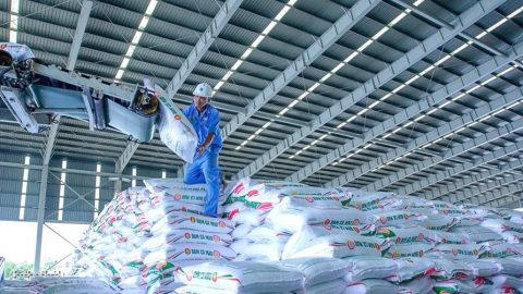 Bứt phá toàn diện, PVCFC giữ thế chủ lực trong mùa vụ Hè Thu