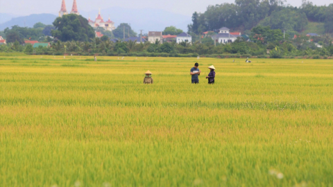 Vụ chuyện lạ ở Nghệ An, hơn 2.700ha lúa ngả vàng mà bông lúa chả chịu cúi đầu, chuyên gia lý giải thế nào?