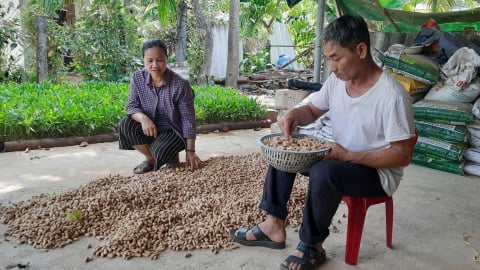 Trồng lạc đen xuất xứ Nam Phi, giâm cây sâm Bố Chính, nông dân Quảng Trị 'rời bến nghèo' sang 'bờ khá giả'