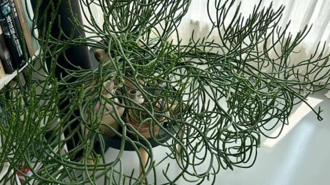 Thật điên rồ! Cây cảnh 'ngoài hành tinh' đầy nổi loạn, quái dị mà lại đáng yêu, tự do, phóng khoáng
