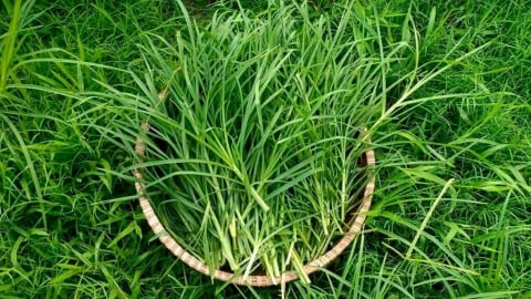 Cách chữa đau đầu bằng cỏ mần trầu - vị thuốc quý không cần trồng vẫn mọc đầy vườn