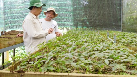 Quảng Nam giao Tập đoàn Trường Hải khảo sát vùng trồng và lập dự án sản xuất, chế biến Sâm Ngọc Linh