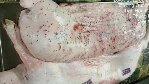 Ăn thịt lợn bệnh dù đã nấu chín nguy hiểm thế nào?