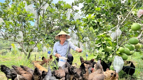 Trên bờ trồng cây, dưới nuôi con đặc sản, anh cán bộ xã ở Đà Nẵng có thêm khoản tiền to 