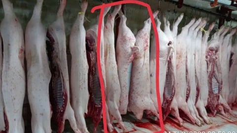 Bộ Công an vào cuộc xác minh vụ Công ty C.P. bị tố bán heo bệnh