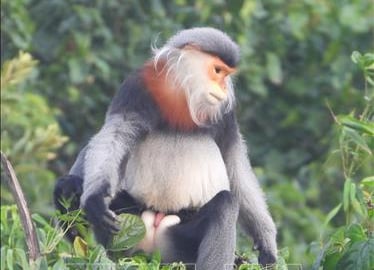 Vô khu rừng này của một xã ở Phú Yên, thấy con động vật hoang dã ngồi thu lu trên cây cao