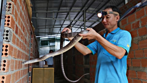 Đây, vật nuôi này vốn là động vật hoang dã to dài, một ông tỷ phú Lâm Đồng bán 700.000 đồng/kg