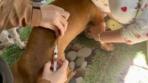 Bình Thuận: Người đàn ông 49 tuổi tử vong nghi do bệnh dại, không rõ nguồn lây