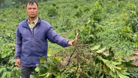 Một nông dân ở Lâm Đồng xót xa nhìn hàng chục hecta cà phê đang nuôi trái bị chặt phá không thương tiếc