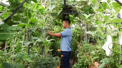 Kỹ sư Hà Nội làm vườn trên sân thượng, chỉ 100m2 mà có cá bơi, gà nhặt giun từ đất, rau xanh phủ khắp mặt sân
