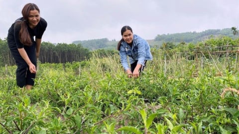 Quảng Nam: Xây dựng nhiều mô hình sinh kế hiệu quả, huyện miền núi Phước Sơn giảm nghèo nhanh và bền vững
