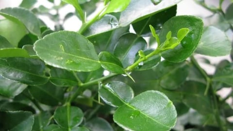 Cách chữa đau đầu bằng lá bưởi: Phương pháp dân gian hiệu quả, an toàn cho sức khỏe