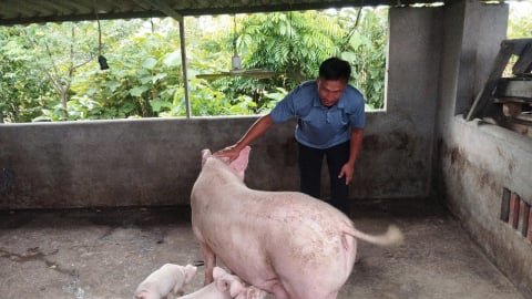 Một anh nông dân Quảng Ninh nuôi lợn nái sinh sản mát tay, cả làng học theo