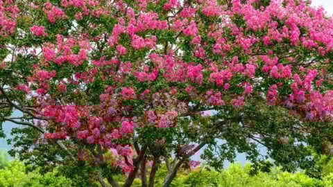 Cây cảnh 'bách nhật hồng', hoa nở rực rỡ, tươi đẹp như mây, trồng trong nhà mang lại phúc lành, tài lộc