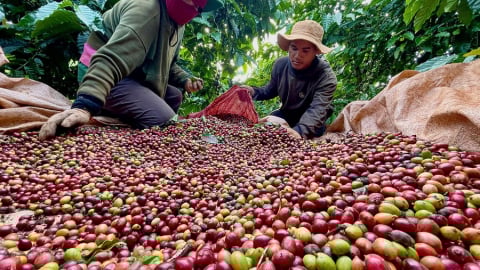Thời khắc sáp nhập tỉnh Bình Định đang đến gần, Gia Lai có loại cà phê gì đang đứng vững ở phân khúc thị trường cao cấp?