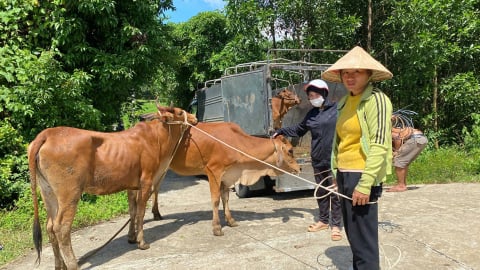 Đa dạng hóa sinh kế - điểm sáng trong công tác giảm nghèo của huyện miền núi Quảng Nam