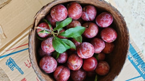 Mận hậu rớt giá thảm, cách bảo quản và chế biến mận đúng cách để ăn ngon quanh năm