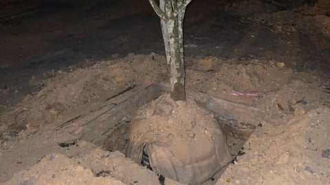 Vụ nhiều cây mai bị đào trước ngày bàn giao trụ sở: Một phường ở Huế phải giải trình