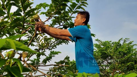 Bỏ làm công nhân mỏ than, trai Hải Phòng về quê trồng na quả ngon quá trời, cứ cắt là bán hút hàng