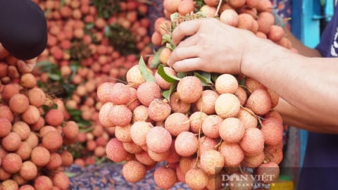 Giá vải thiều thấp nhất từ đầu vụ, có nơi chỉ còn 3.000 đồng/kg