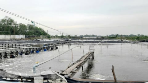 Cận ngày sáp nhập tỉnh Vĩnh Long, Trà Vinh, Bến Tre vượt mục tiêu 4.000ha nuôi tôm công nghệ cao