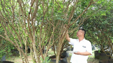 Doanh nhân Đài Loan mang giống nho 'lạ' trồng trên đất Đồng Nai, bán 250.000 đồng/kg vẫn cháy hàng 