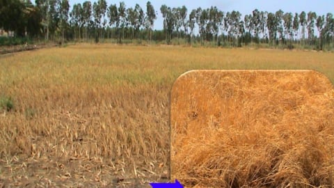 Cải thiện sức khỏe của đất trong điều kiện nắng nóng, hạn mặn và phèn đầu vụ Hè Thu