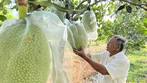 Trồng 2 loại cây đặc sản chung một vườn, ra quả ngon, trái to bự, một nông dân Cần Thơ cứ bán là hết veo