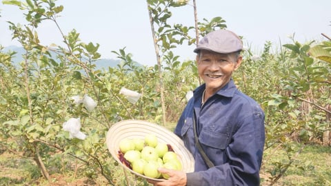 Phát triển nông nghiệp xanh mở ra cơ hội cho nông dân Đà Nẵng nâng cao thu nhập