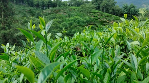 Một xã ở Lào Cai được kỳ vọng sẽ trở thành thủ phủ dứa, chè giúp bà con xoá nghèo