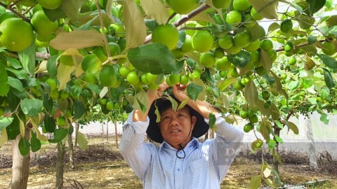 Một hợp tác xã trồng táo của tỉnh Khánh Hòa được hỗ trợ vốn để sản xuất theo chuỗi giá trị