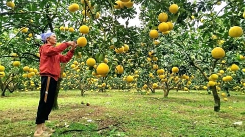 Biến đất cằn thành vườn bưởi toàn trái vàng trái bạc, bán sang cả Anh, Mỹ, bà nông dân tỉnh Phú Thọ thu 500 triệu đồng/năm