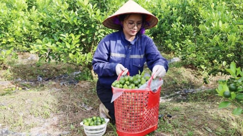 Biến ruộng lúa 'khát nước' thành vườn quất hữu cơ, chị nông dân Lào Cai làm ra sản phẩm OCOP, tạo việc làm cho nhiều lao động 