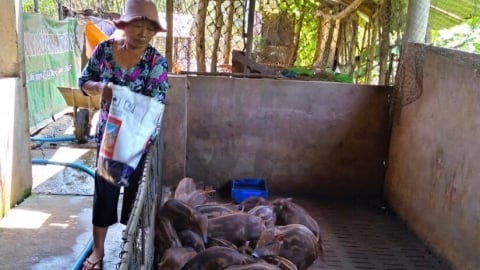 Nông dân TPHCM (mới) nuôi thành công loại heo đặc sản mà làm giàu, thương lái cứ hỏi bán được chưa