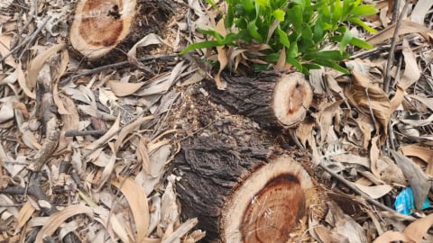 Trước giờ sáp nhập, một xã ở Huế “thanh lý” gần 2,6 ha rừng phòng hộ ven biển chỉ vì 20 triệu đồng
