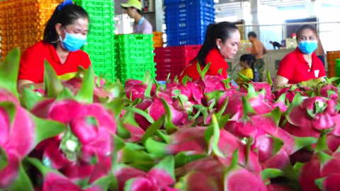 Đổi nơi cấp giấy chứng nhận an toàn thực phẩm khiến nông sản gặp khó, doanh nghiệp mắc kẹt