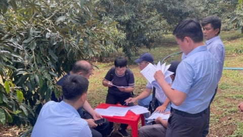 Chất lượng sầu riêng của Lâm Đồng được Tổng cục Hải quan Trung Quốc đánh giá cao