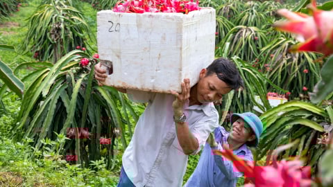Diện tích cây ăn quả vượt 1,3 triệu ha, đưa xuất khẩu rau quả đạt kỷ lục hơn 7 tỷ USD